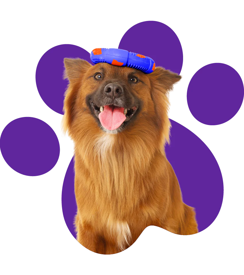 ¿Cómo estimular el juego en perros desinteresados?