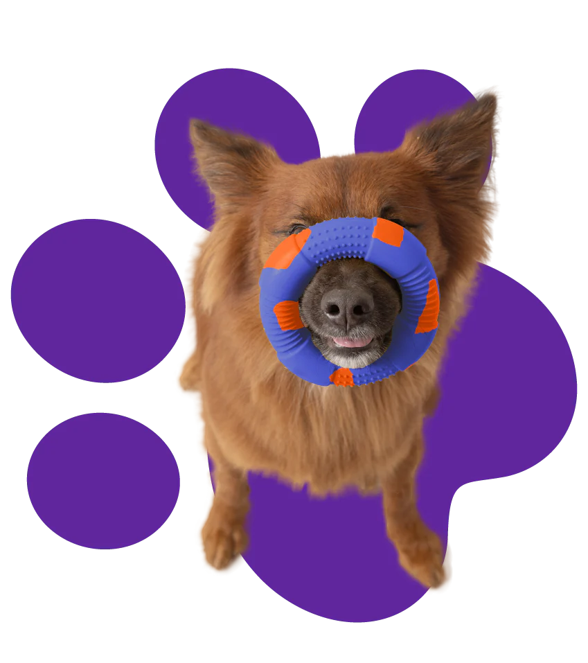 Consejos para jugar con tu mascota de forma eficaz