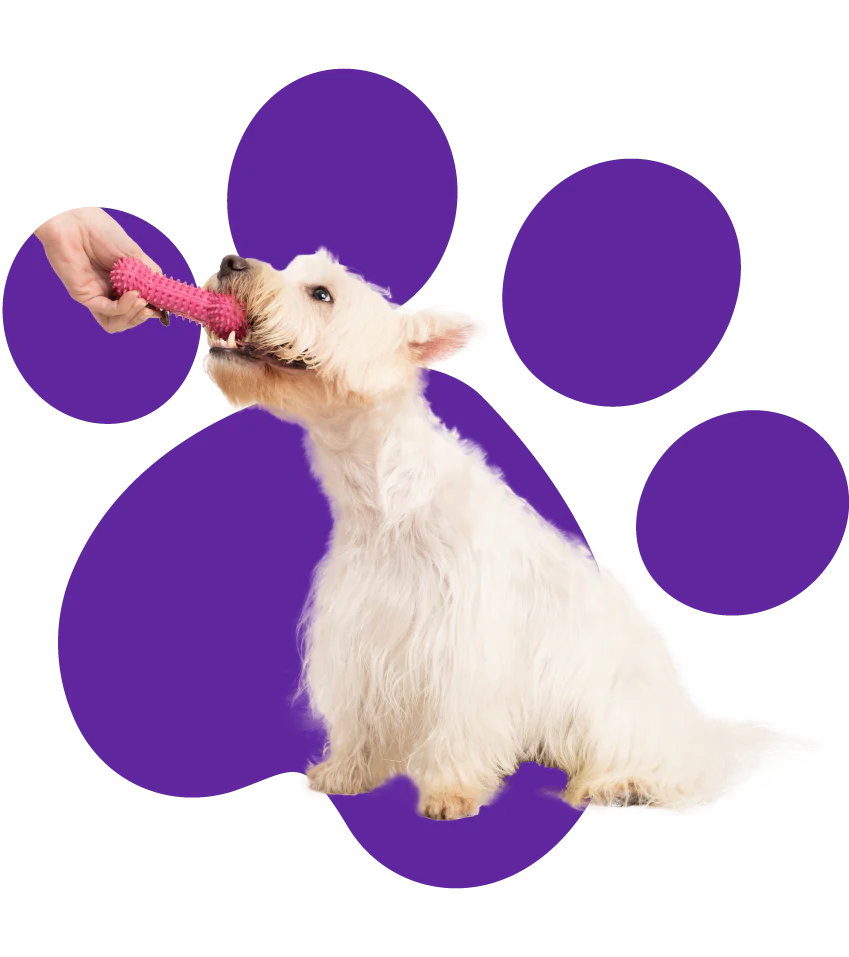 Play and toys in your puppy's life 