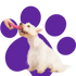 Play and toys in your puppy's life 