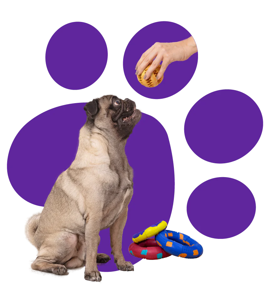 Playing with your dog throughout his life 