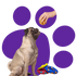 Playing with your dog throughout his life 