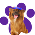 How to encourage play in uninterested dogs? 